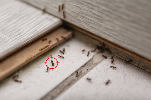 Best Insect Control  in Sunset, LA