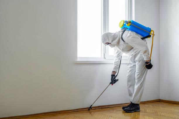 Best Flea Control Services  in Sunset, LA