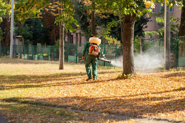 Best Local Pest Control Services  in Sunset, LA