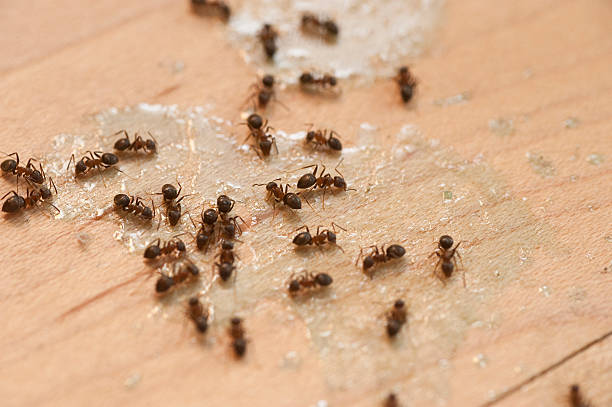 Best Pest Prevention Services  in Sunset, LA